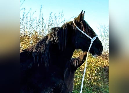 Shire Horse, Stute, 2 Jahre