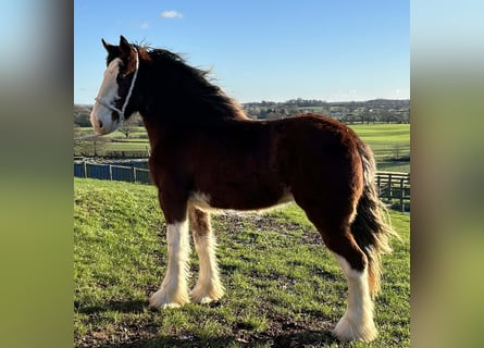Shire Horse, Stute, 2 Jahre