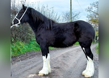 Shire Horse, Stute, 2 Jahre