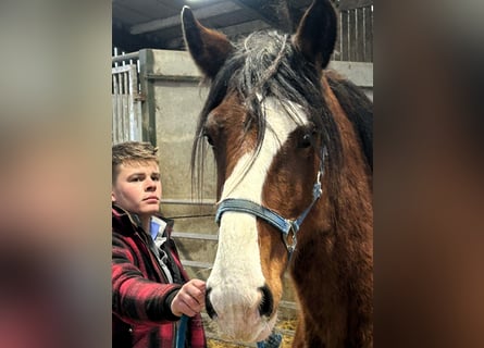 Shire Horse, Stute, 2 Jahre