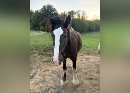 Shire Horse, Stute, 3 Jahre, 175 cm, Brauner