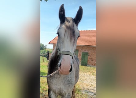 Shire Horse, Stute, 3 Jahre, 180 cm, Schimmel