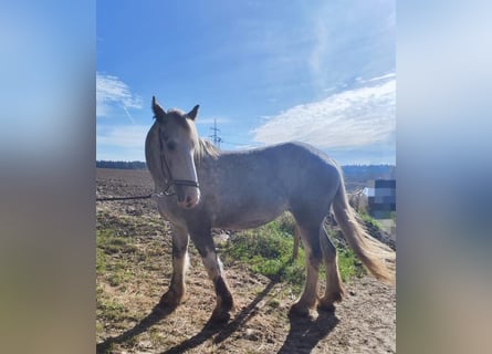 Shire Horse, Stute, 4 Jahre, 177 cm, Schimmel