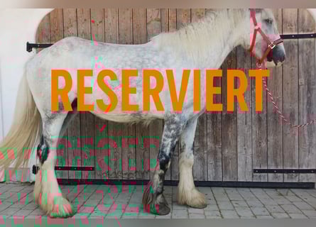 Shire Horse, Stute, 4 Jahre, 177 cm, Schimmel