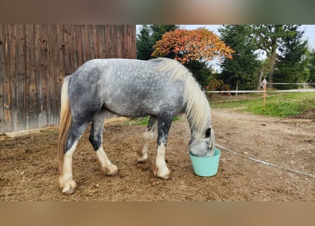 Shire Horse, Stute, 4 Jahre, 179 cm, Schimmel