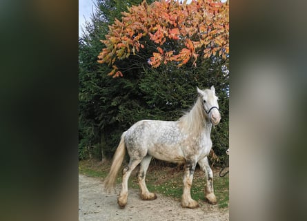 Shire Horse, Stute, 4 Jahre, 179 cm, Schimmel