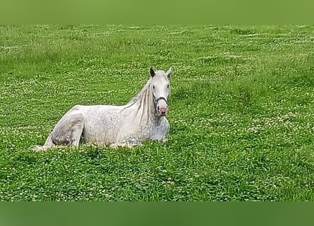 Shire Horse, Stute, 4 Jahre, 182 cm, Schimmel Shire Horse, Stute, 4 Jahre, 182 cm, Schimmel