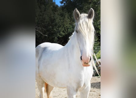 Shire Horse, Stute, 5 Jahre, 168 cm, Schimmel