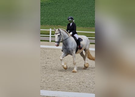 Shire Horse, Stute, 5 Jahre, 172 cm, Schimmel
