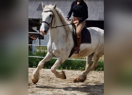 Shire Horse, Stute, 5 Jahre, 172 cm, Schimmel