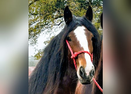 Shire Horse, Stute, 5 Jahre
