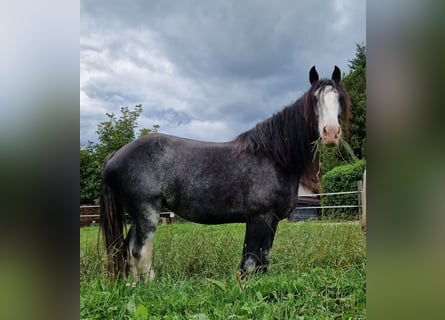 Shire Horse, Stute, 6 Jahre, 173 cm, Schimmel