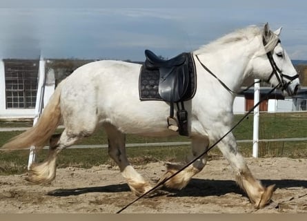 Shire Horse, Stute, 6 Jahre, 175 cm, Apfelschimmel