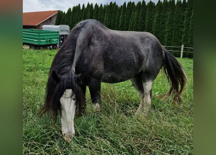 Shire Horse, Stute, 8 Jahre, 180 cm, Roan-Blue