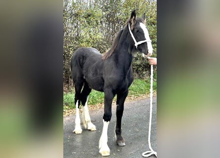 Shire Horse, Stute, Fohlen (03/2025)
