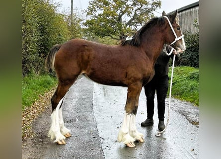 Shire Horse, Stute, Fohlen (01/2025)