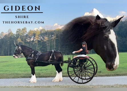 Shire Horse, Wallach, 10 Jahre, Rappe