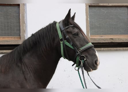 Shire Horse, Wallach, 14 Jahre, 185 cm, Rappe