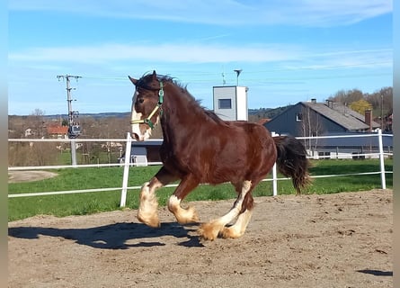 Shire Horse, Wallach, 2 Jahre, 170 cm, Brauner