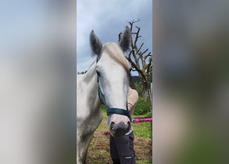 Shire Horse, Wallach, 2 Jahre, 170 cm, Kann Schimmel werden