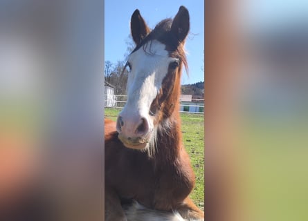 Shire Horse, Wallach, 2 Jahre