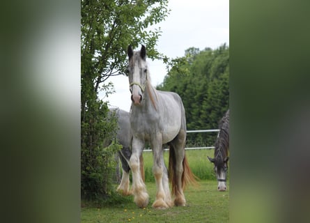 Shire Horse, Wallach, 3 Jahre, 171 cm, Kann Schimmel werden