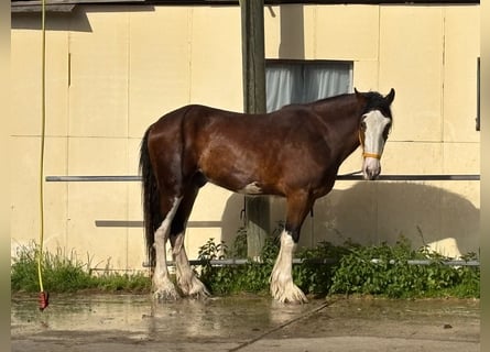 Shire Horse, Wallach, 3 Jahre, 176 cm, Roan-Bay