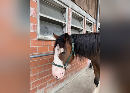 Shire Horse, Wallach, 3 Jahre, 176 cm, Roan-Bay