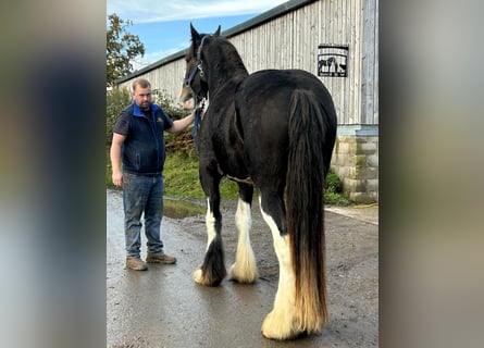Shire Horse, Wallach, 3 Jahre