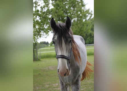 Shire Horse, Wallach, 4 Jahre, 168 cm, Kann Schimmel werden