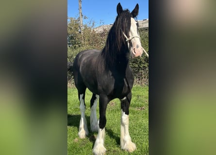 Shire Horse, Wallach, 4 Jahre, Rappe