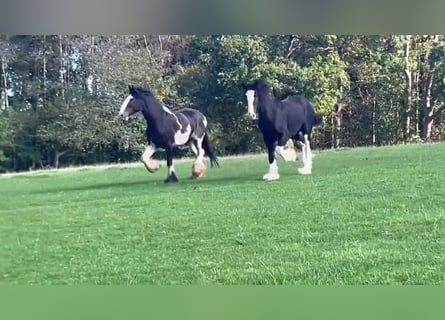 Shire Horse, Wallach, 4 Jahre