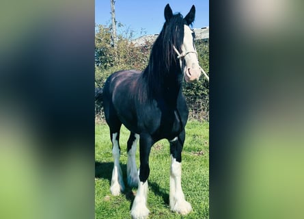 Shire Horse, Wallach, 4 Jahre
