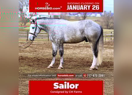 Shire Horse Mix, Wallach, 5 Jahre, 163 cm, Schimmel