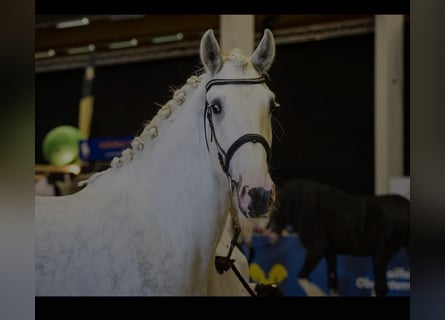 Shire Horse, Wallach, 5 Jahre, 175 cm, Schimmel