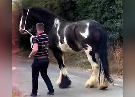 Shire Horse, Wallach, 5 Jahre