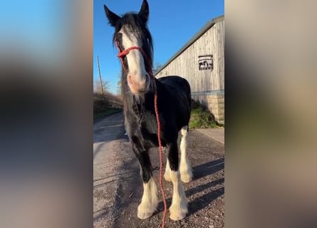 Shire Horse, Wallach, 5 Jahre