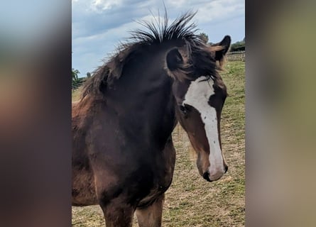 Shire Horse, Wallach, Fohlen (05/2025), 180 cm, Dunkelbrauner