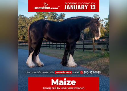 Shire Horse, Yegua, 11 años, 173 cm, Negro