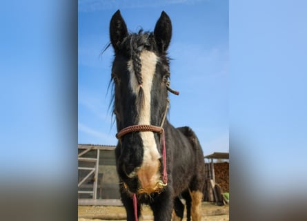 Shire Horse, Yegua, 11 años, 185 cm, Negro