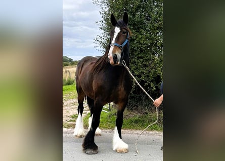 Shire Horse, Yegua, 11 años