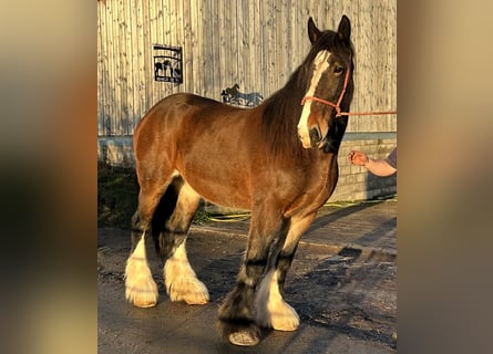 Shire Horse, Yegua, 12 años