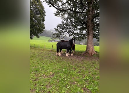 Shire Horse, Yegua, 16 años, Negro