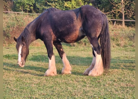 Shire Horse, Yegua, 17 años, 183 cm, Castaño oscuro