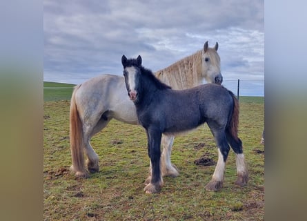 Shire Horse, Yegua, 1 año, 180 cm, Tordo