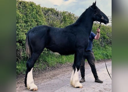 Shire Horse, Yegua, 1 año
