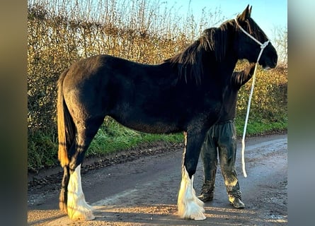 Shire Horse, Yegua, 1 año