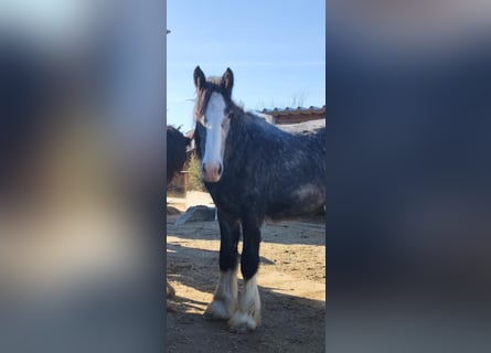Shire Horse, Yegua, 2 años, 170 cm, Musgo