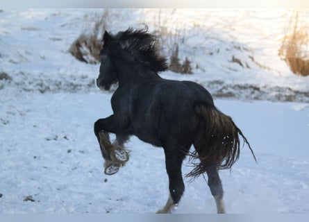 Shire Horse, Yegua, 2 años, 175 cm, Tordo rodado