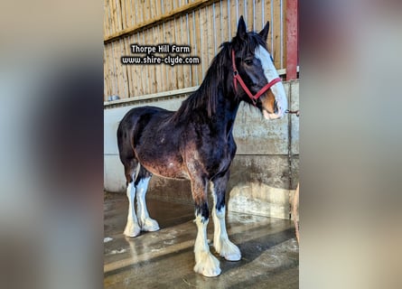 Shire Horse, Yegua, 2 años, 183 cm, Castaño oscuro